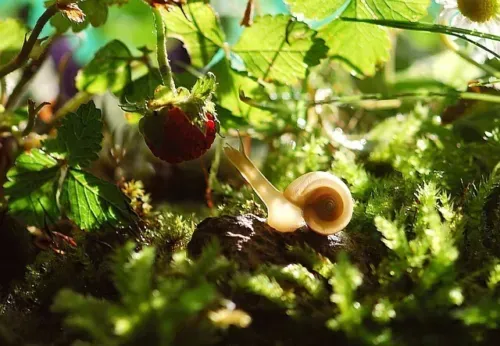 SOLOMKA ENERGIE FÜR REINIGUNG UND SCHUTZ - SOLOMKA ENERGY FOR CLEANSING AND PROTECTION - MANUAL IN ENGLISH OR IN GERMAN SOLOMKA ENERGIE FÜR REINIGUNG UND SCHUTZ - SOLOMKA ENERGY FOR CLEANSING AND PROTECTION - MANUAL IN ENGLISH OR IN GERMAN