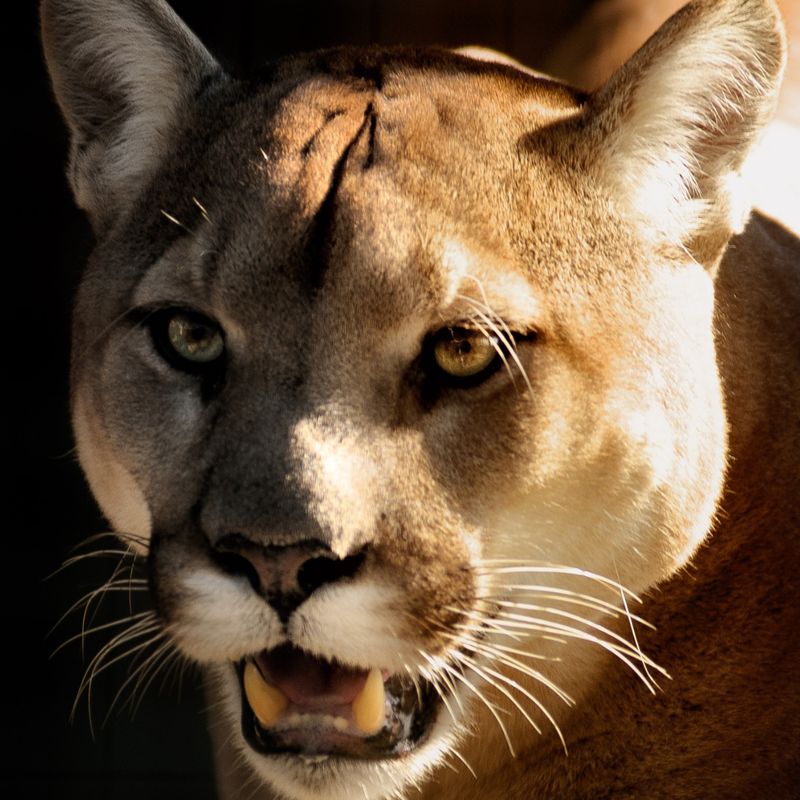 Schamanischer Puma Flush - Manuela Fasoli - 2020 Schamanischer Puma Flush - Manuela Fasoli - 2020