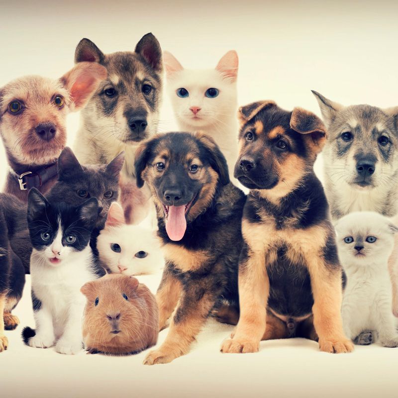 Reiki - Energieheilung für Tiere und Haustiere - Manuela Fasoli - 2023 - Manual in English or in German Reiki - Energieheilung für Tiere und Haustiere - Manuela Fasoli - 2023 - Manual in English or in German