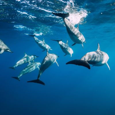 Moanja Lemurische Meister - Manuela Fasoli Moanja Lemurische Meister - Manuela Fasoli