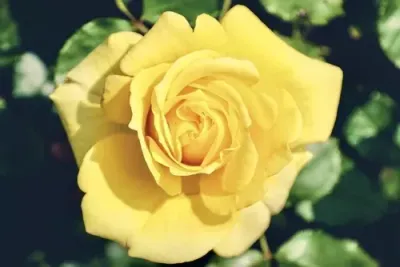 Ätherische Körperreparaturessenz - Hari Andri Winarso Ätherische Körperreparaturessenz - Hari Andri Winarso