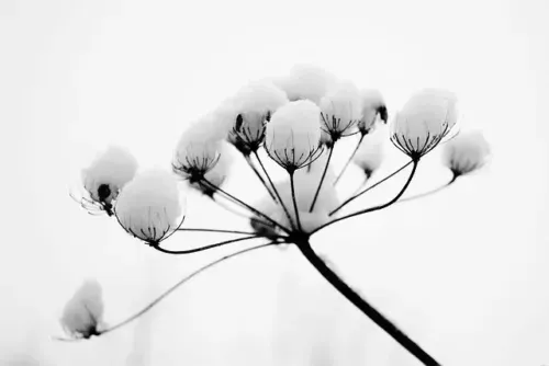 Weiß Magentafarbenes Kundalini Licht Ermächtigung -  Ramón Martínez López