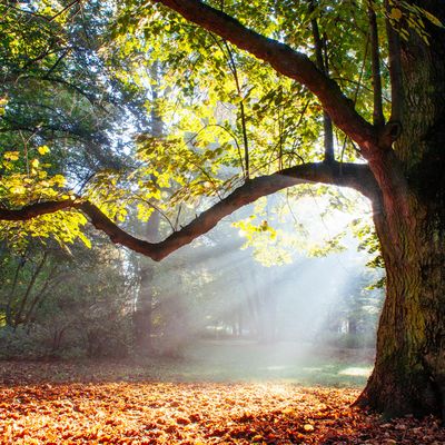 Magie und Stärke der Eiche Ermächtigung - Magick and Strength of the Oak Empowerment - Manual in English or in German