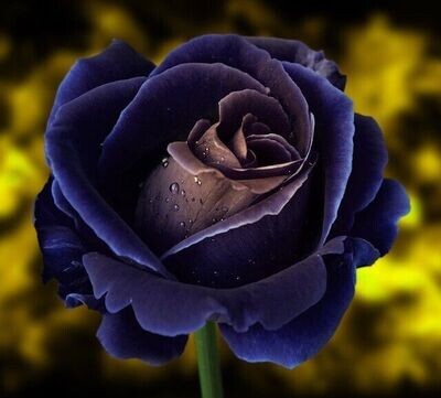 WÜRDIGKEIT UND WERT REIKI - WORTHINESS AND VALUE REIKI EMPOWERMENT  -  ?? Deutsch ODER ?? English