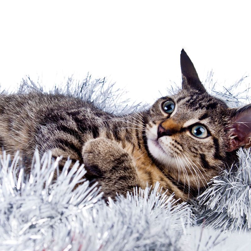 Elven Forest Cat – Ekaterina Fedosova (2024)