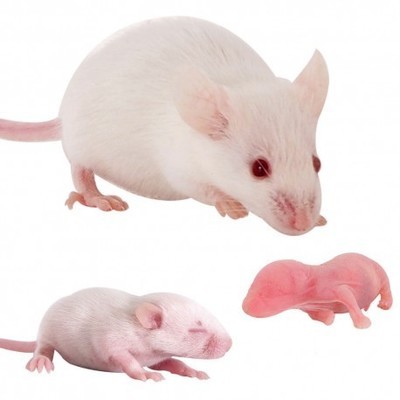 Fuzzy Mice (3-5g) Pack of 25