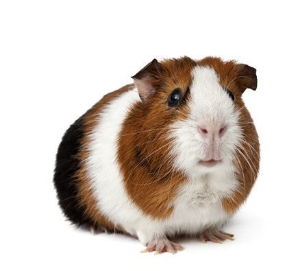 Medium Guinea Pigs (300-600g)