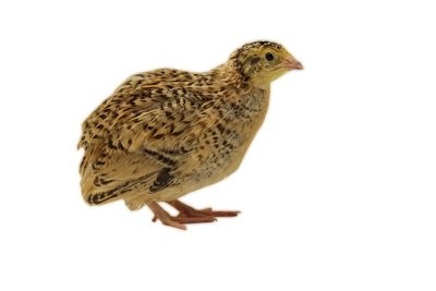 Day Old Quail