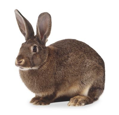 Large Rabbit (1-2kg)