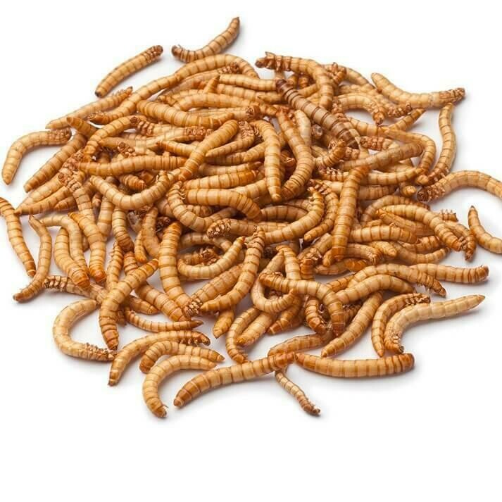 Frozen Mealworms