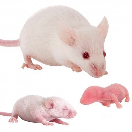 XL Mice (30g-40g) Pack of 25