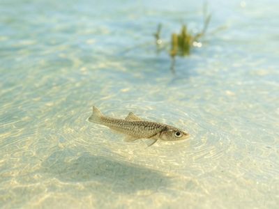 FROZEN SAND SMELT Small (1kg)