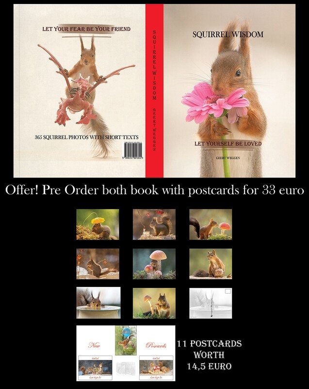 special offer: The squirrel wisdom book with 11 postcards