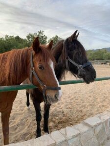 Helping Coco Horse Rescue Charity