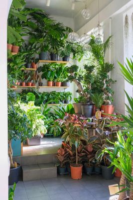 Interior Plants