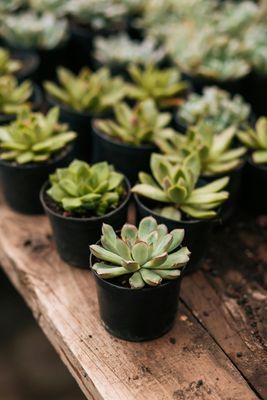 Cactus/Succulents