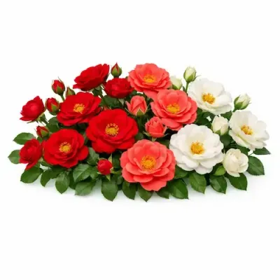 Roses