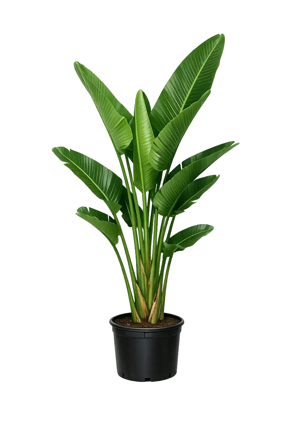 3-Gal White Bird of Paradise