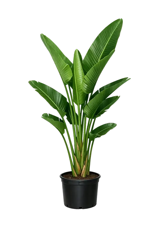 3-Gal White Bird of Paradise