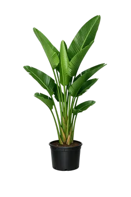 3-Gal White Bird of Paradise