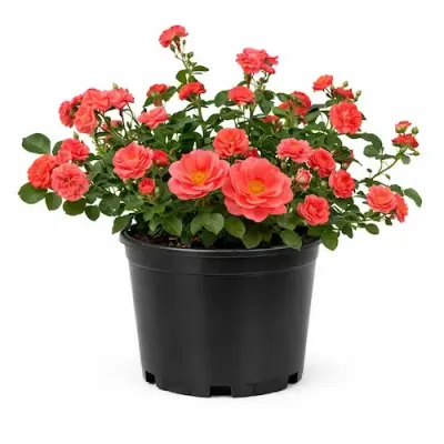 3 Gallon Coral Drift Rose