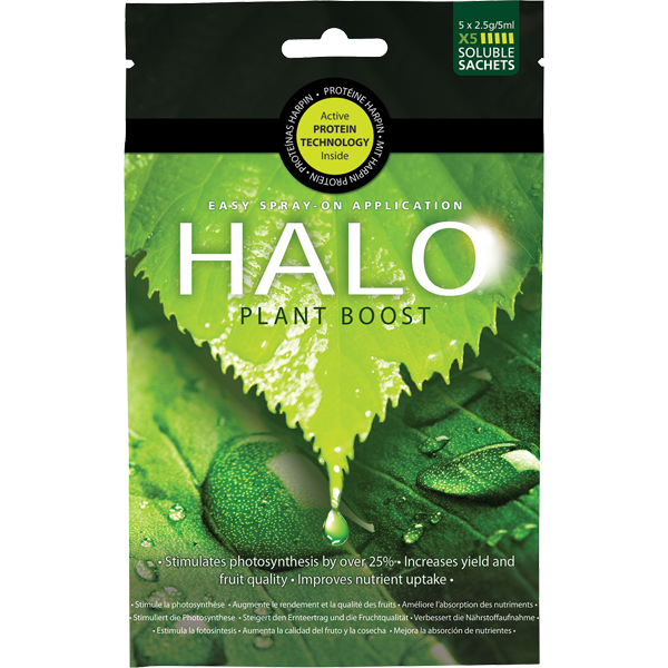 Halo