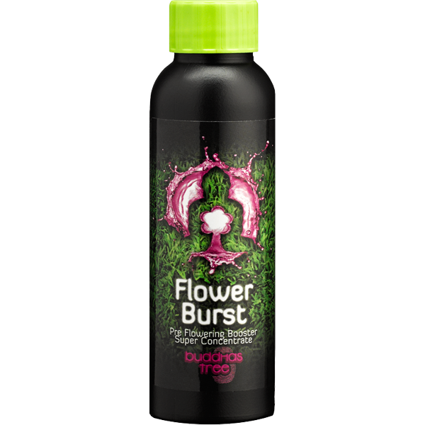 Buddha's Tree Flower Burst