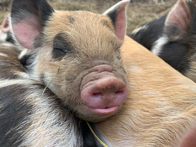 Idaho Pasture Piglets