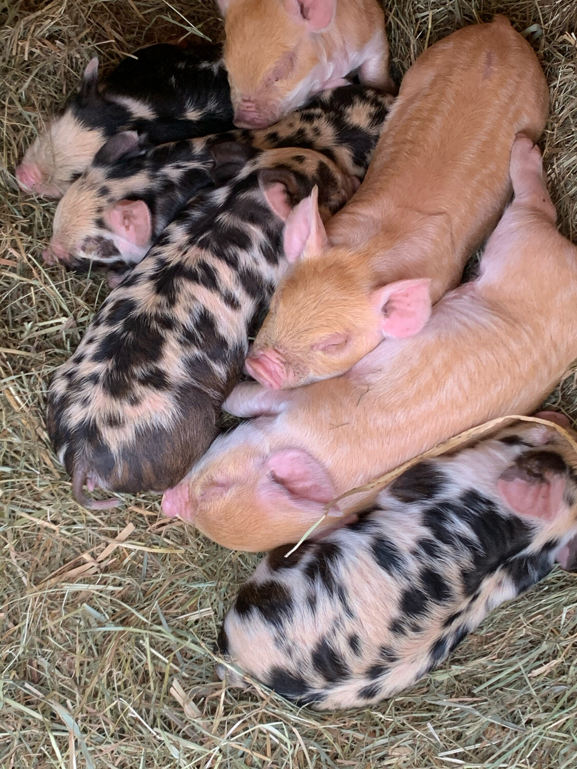 IPP Piglet Deposit