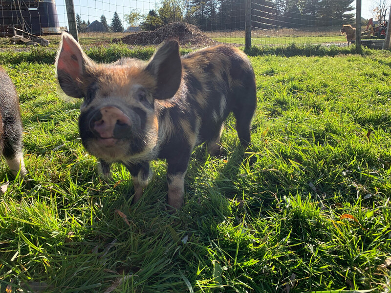 IPP Feeder Piglet Deposit