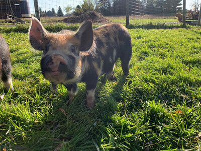 IPP Feeder Piglet Deposit