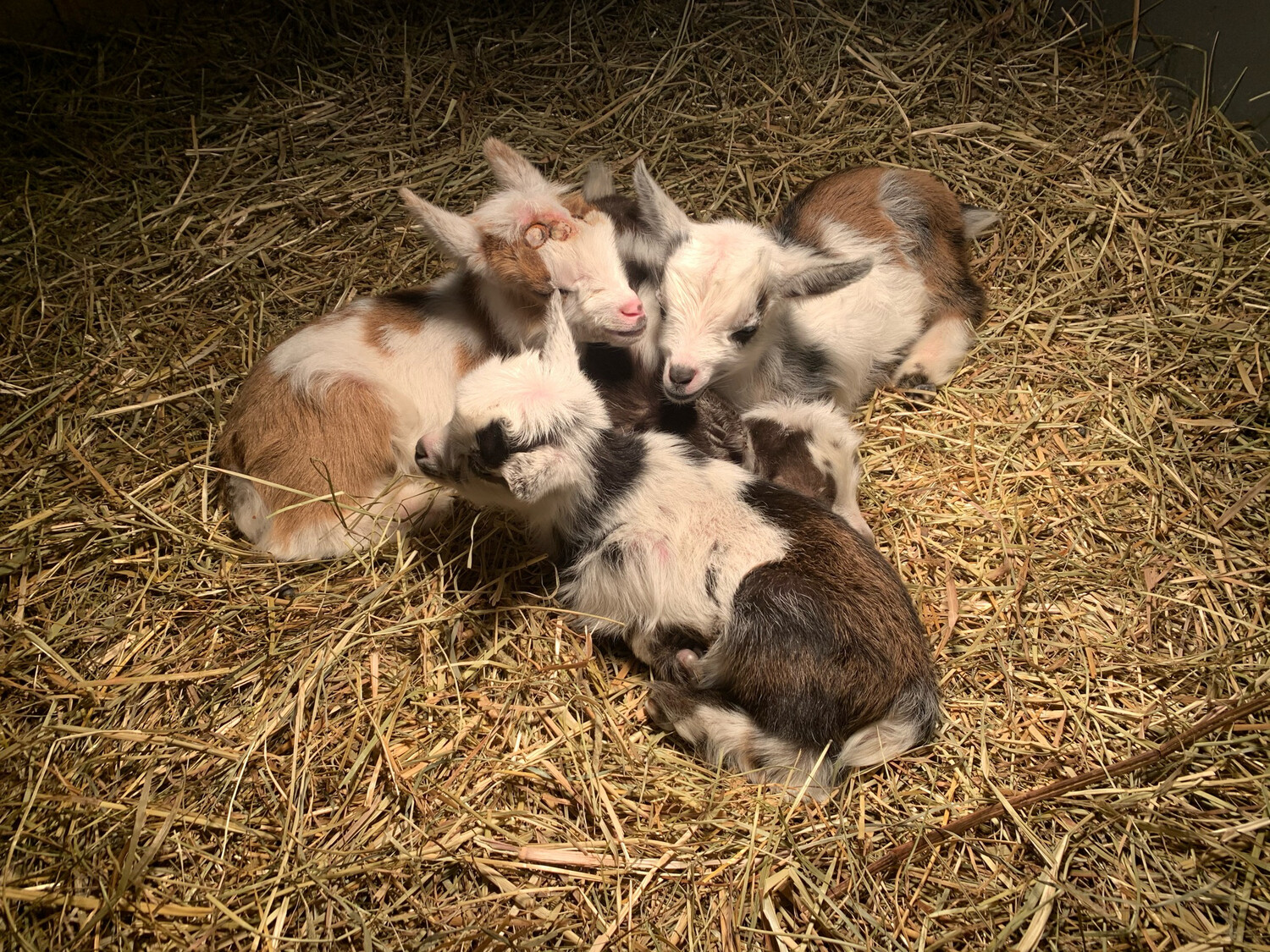 Goat Deposit