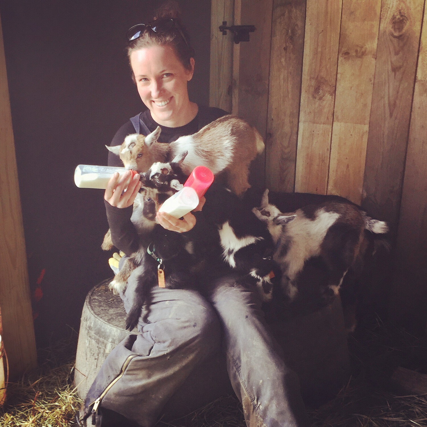 Goat Kid Cuddle Session