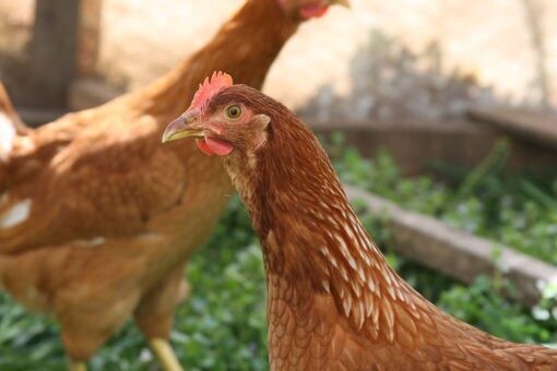 Ready To Lay Pullets