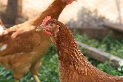 Ready To Lay Pullets