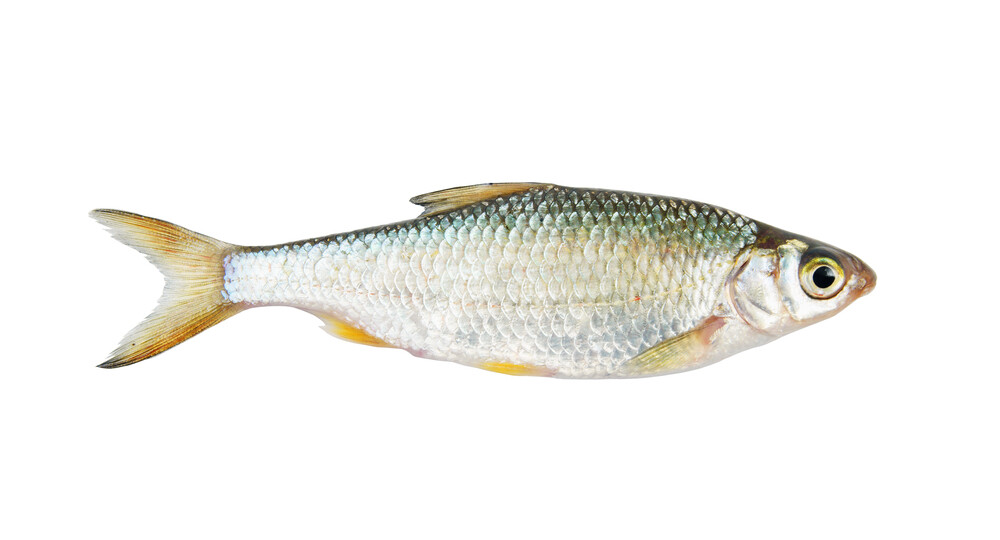 Alumahan per 500g