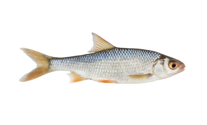 Matangbaka per 500g