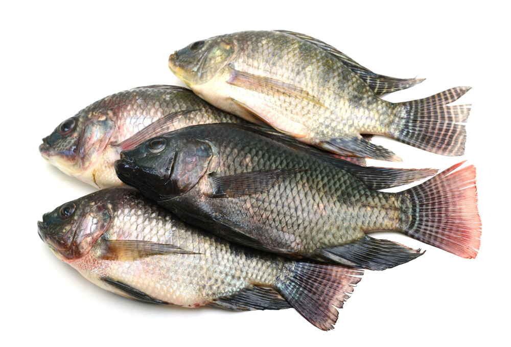Tilapia per 500g