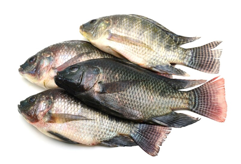 Tilapia per 500g