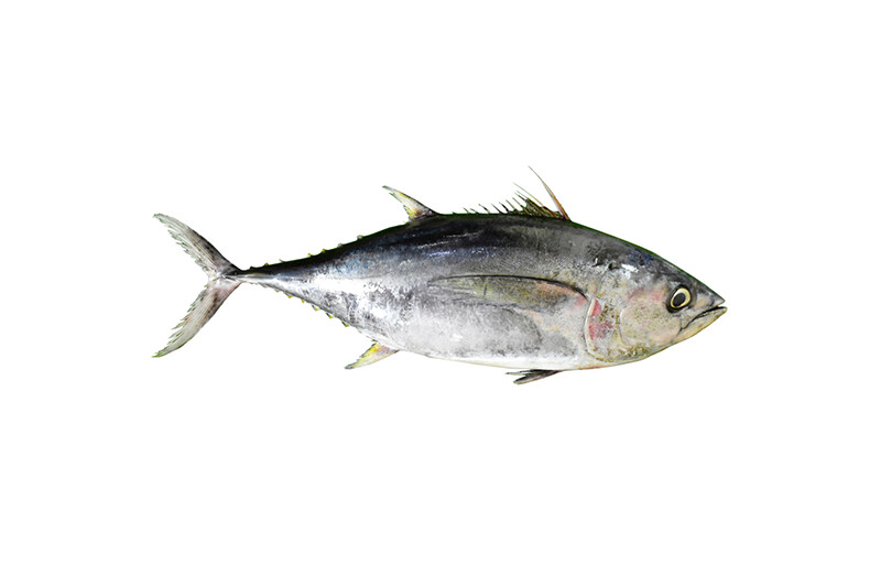 Yellowfin Tuna per 500g