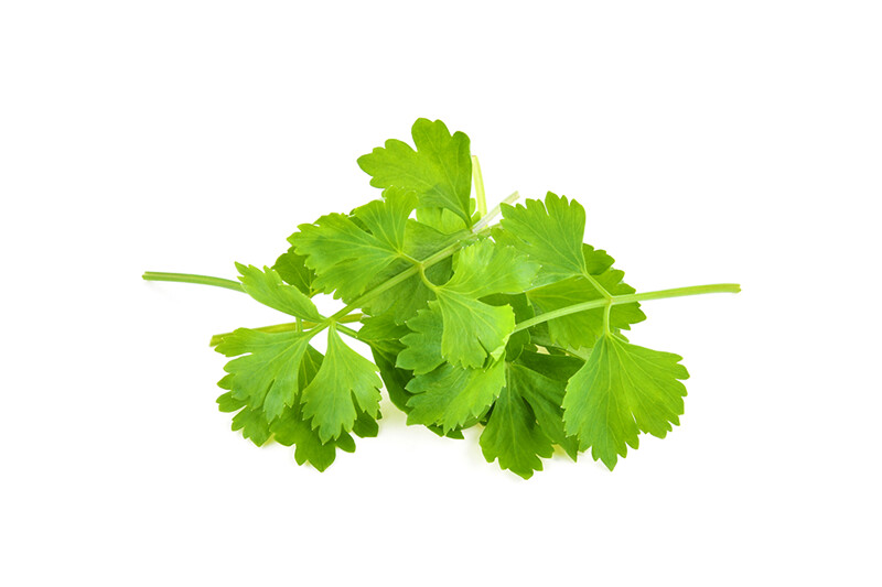 Global Cilantro (Wansoy)