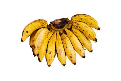 JED Banana Latundan