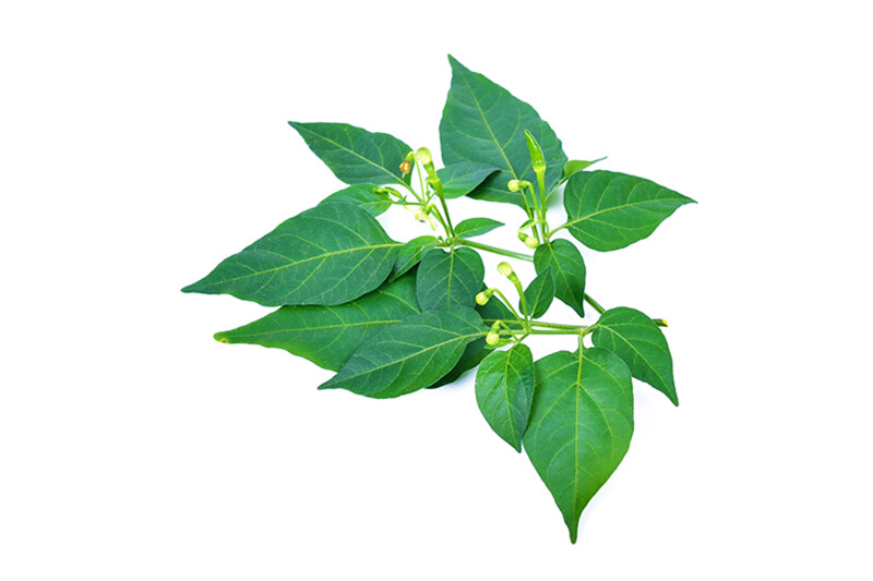 Global Fresh Sili Leaves