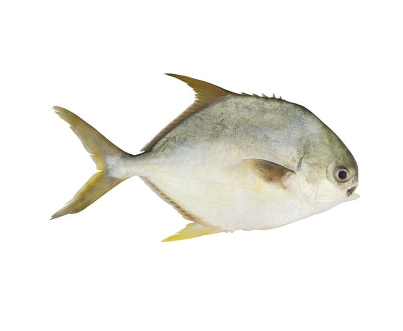 Pampano per 500g