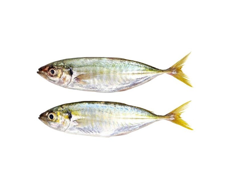 AJ Salay Salay per 500g
