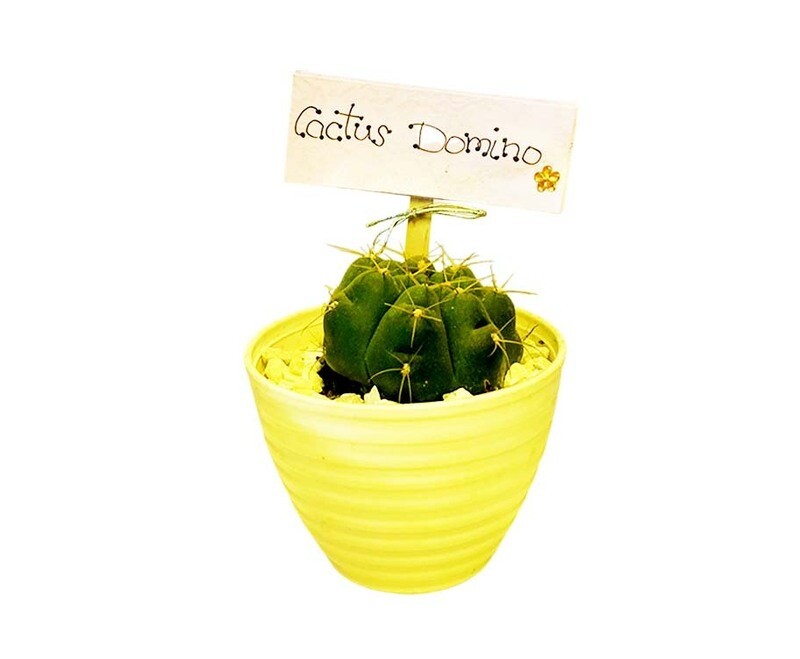 GR Cactus Domino