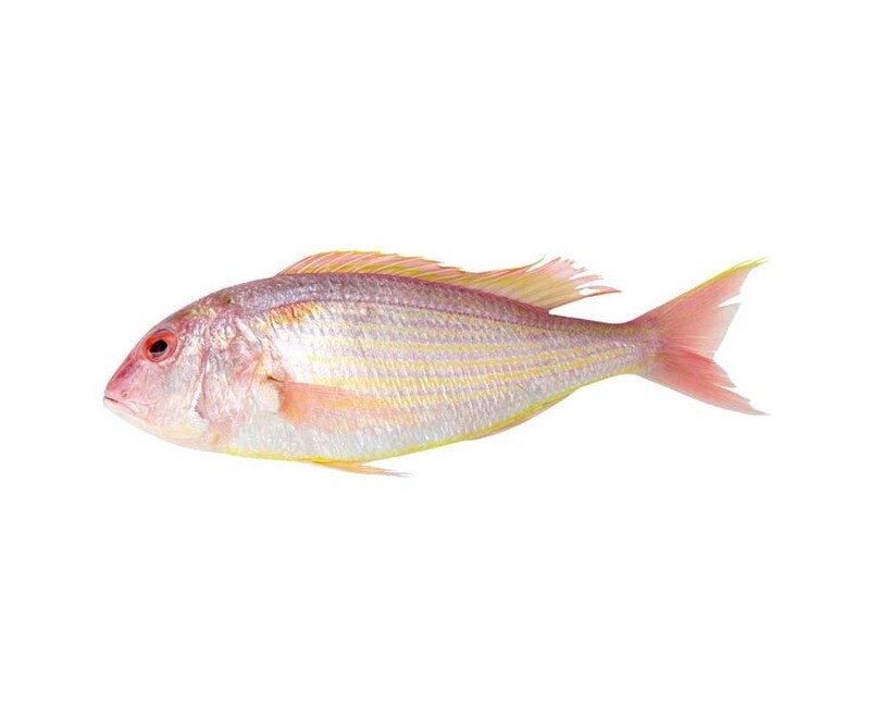 AJ Bisugo per 500g