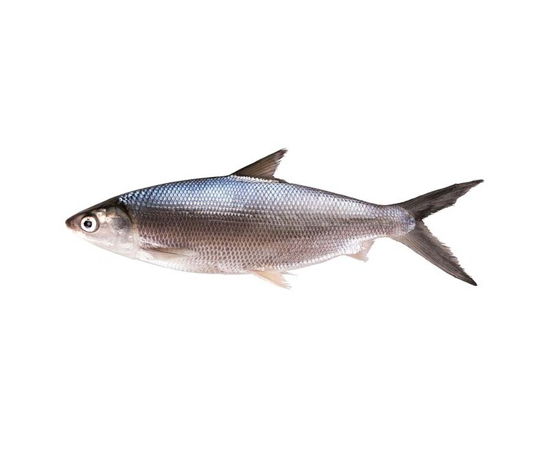 AJ Bangus Dagupan Medium per 500g
