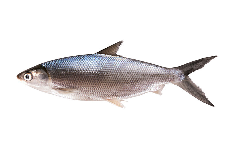 Bangus Bulacan per kg