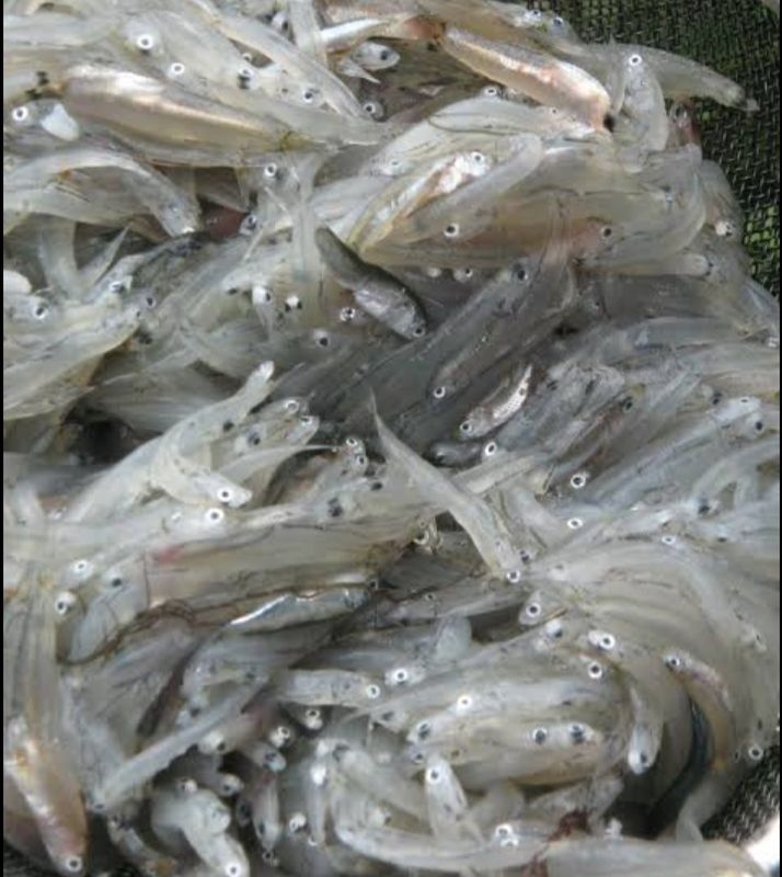 AJ Dulong 500g
